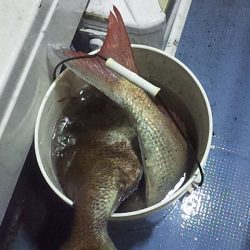 泳がせで初大鯛ゲット~~