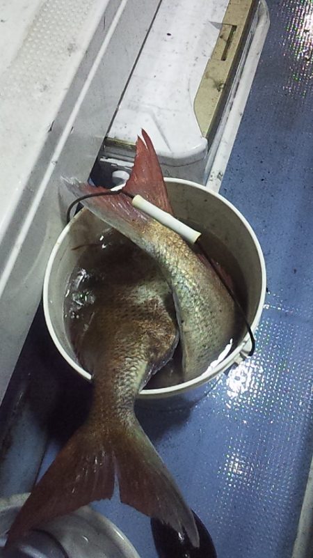 泳がせで初大鯛ゲット~~