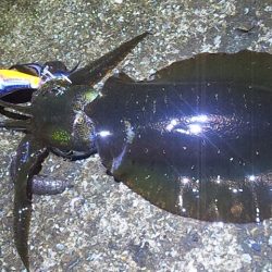 アオリ今年初釣行