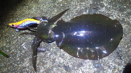 アオリ今年初釣行