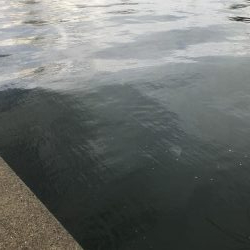 湾奥タチウオまだおらん