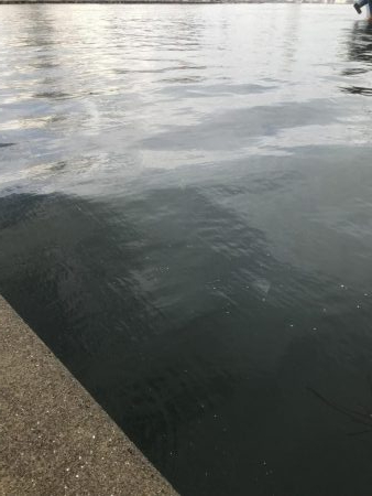 湾奥タチウオまだおらん