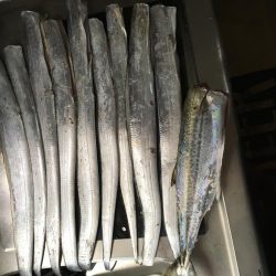 久しぶりの神戸渡船が吉