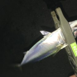 アジングとサビキ