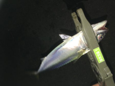 アジングとサビキ