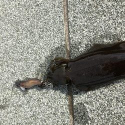 帰省釣行（湯の児）