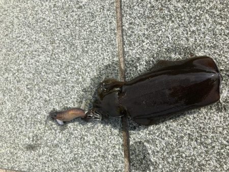 帰省釣行（湯の児）