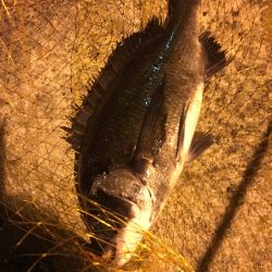 シーバス釣りでチヌ