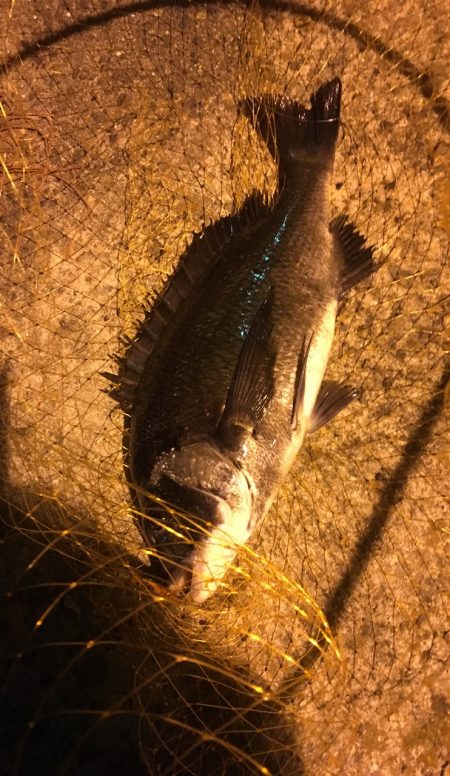 シーバス釣りでチヌ