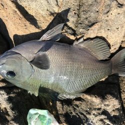 カゴ釣りでグレ2枚、ヘダイ1枚！