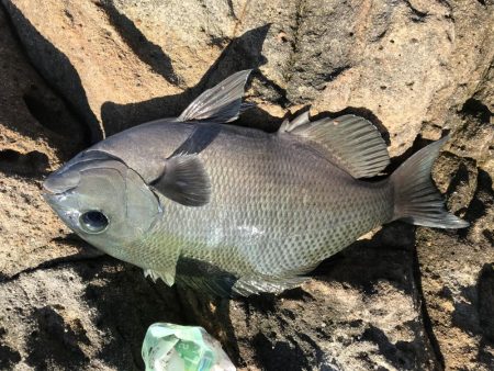 カゴ釣りでグレ2枚、ヘダイ1枚！