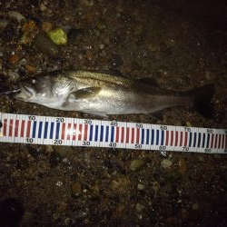 リバーシーバス