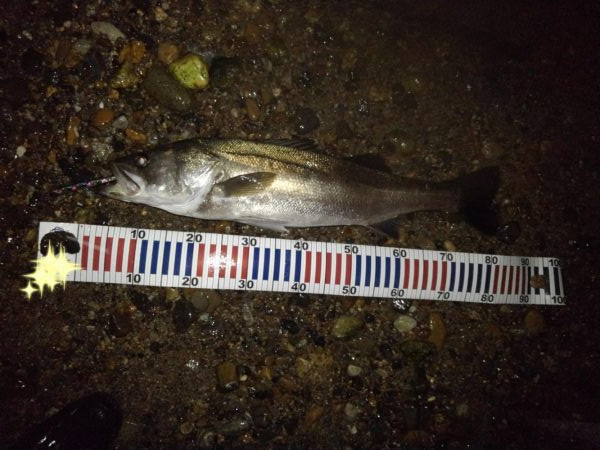 リバーシーバス