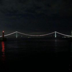 今年初の秋アオリイカ！