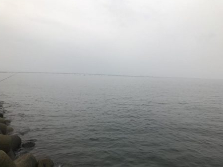 タチウオはどこへ(°_°)