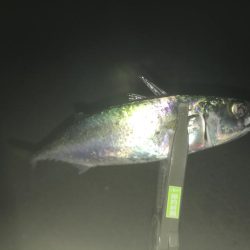 サバとファイト