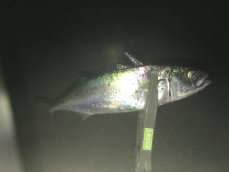 サバとファイト