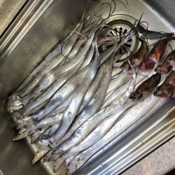 タチウオとガシラ