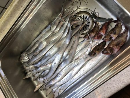 タチウオとガシラ