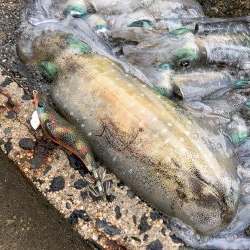 早朝エギング！