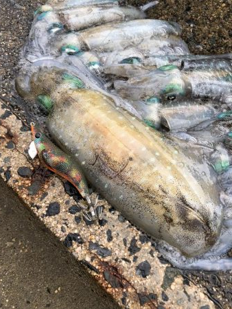 早朝エギング！