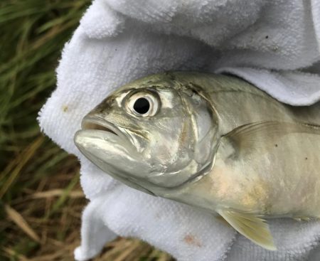 ランガンメッキ