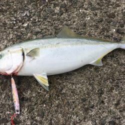 マリーナで青物爆釣!!