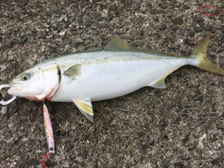 マリーナで青物爆釣!!