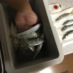 サルでも釣れるアジング