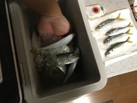 サルでも釣れるアジング