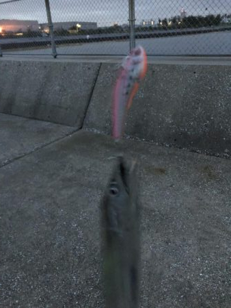 雨のはざまにガツン