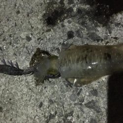 久々のナイトエギング