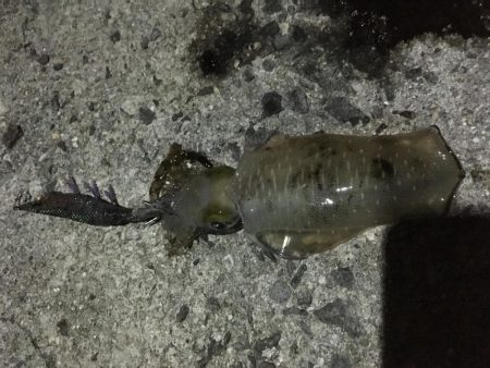 久々のナイトエギング