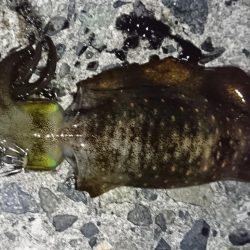 アオリイカ撃沈