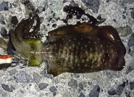 アオリイカ撃沈