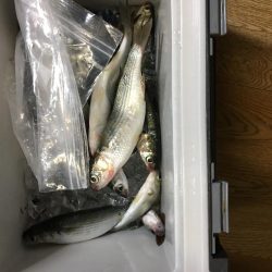 台風一過の魚探し