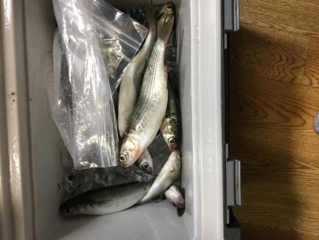 台風一過の魚探し