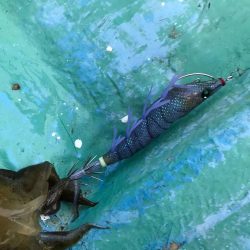 海南発の遊漁船「釣り心」さんでボートエギング