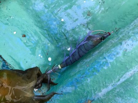 海南発の遊漁船「釣り心」さんでボートエギング