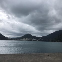 福井県初上陸、秋サゴシ調査