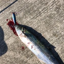 サゴシサゴシサゴシ