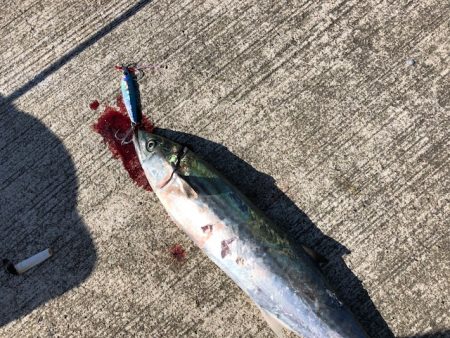 サゴシサゴシサゴシ