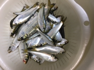 サッパを探しに