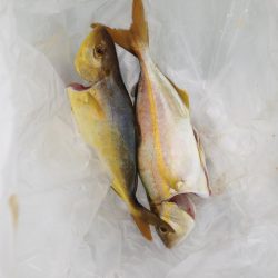 アカヒラ25cmから35cm