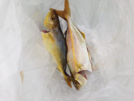 アカヒラ25cmから35cm