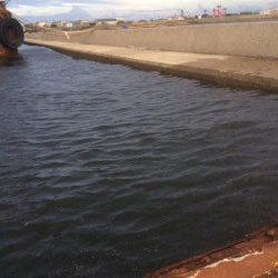 来週はハゼ釣り大会あるょー