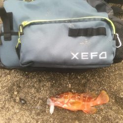 アカハタちゃん