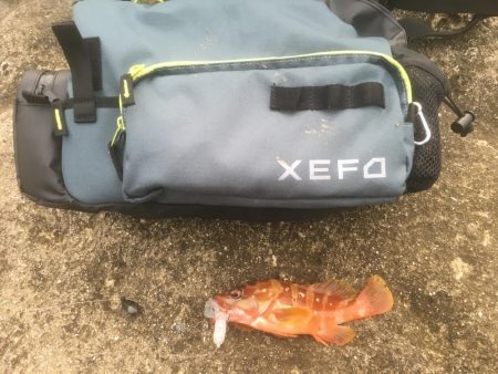 アカハタちゃん