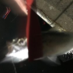 少しだけタチウオ釣行