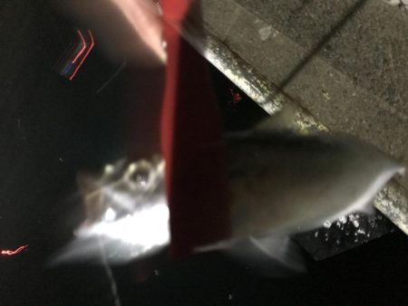 少しだけタチウオ釣行